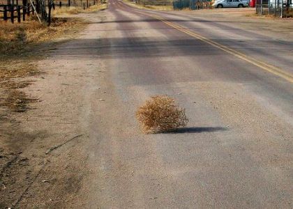 tumbleweed