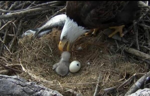 Alcoa Bald Eagle&nbsp;Cam