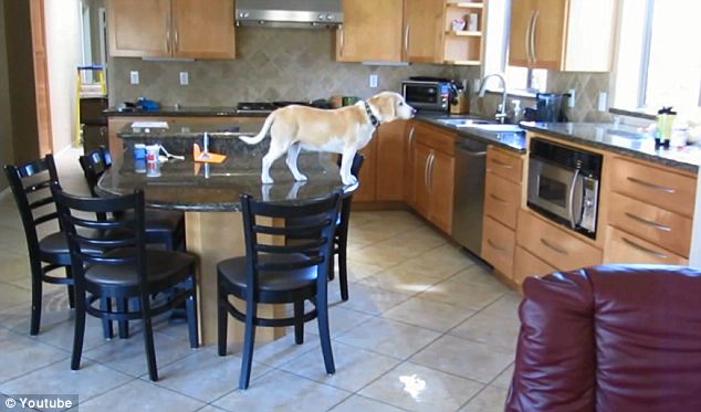 Smart Dog: Beagle Manages to Open Oven Door to Eat&nbsp;Nuggets