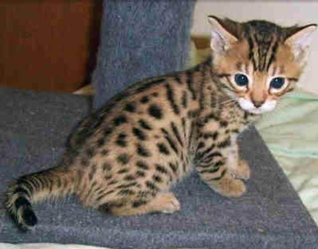 baby savannah savannah cat13