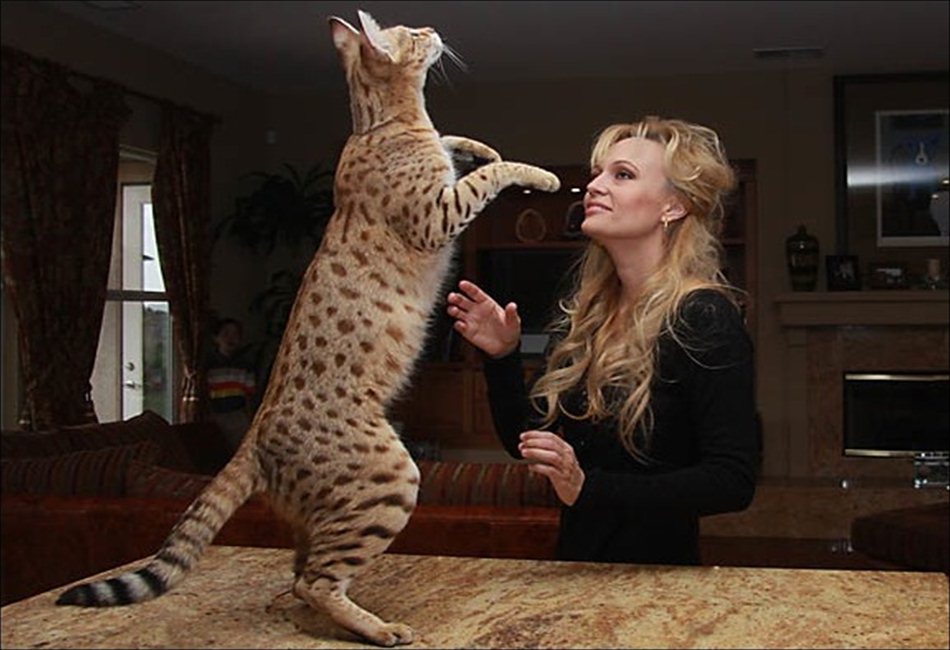 big-savannah-cat-10