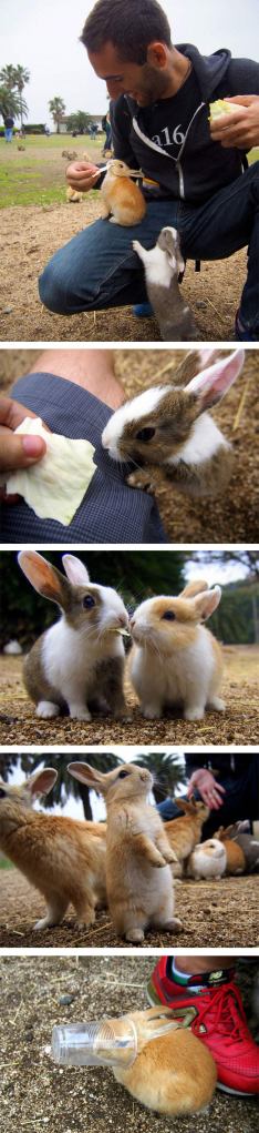 cool-bunny-island-Okunoshima-Japan-eating