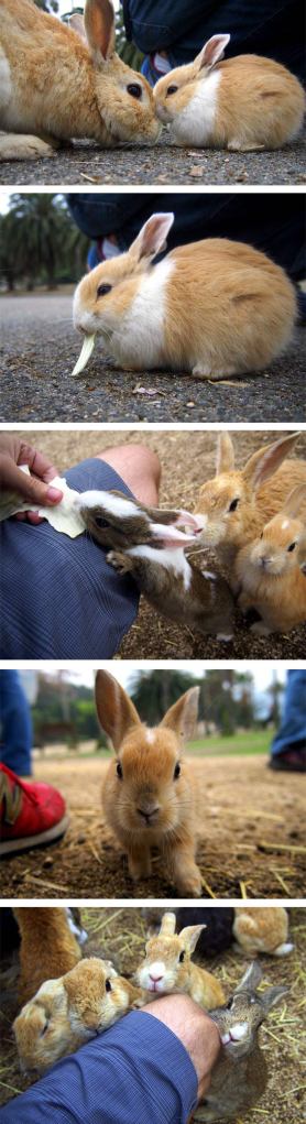 cool-bunny-island-Okunoshima-Japan-friendly