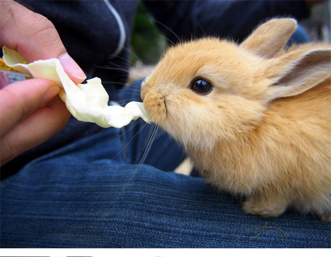 Real Thing: An Island Full of&nbsp;Bunnies